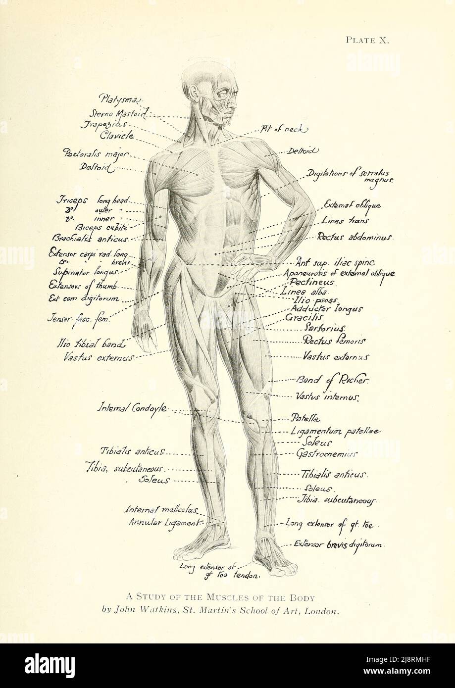 A Study of the Muscles of the Human Body by John Watkins, St. Martin's School of Art, London Study of the male figure from the book ' Studies of the human figure : with some notes on drawing and anatomy ' by George Montague Ellwood, and Francis Rowland Yerbury,  Publication date 1918 Publisher London : B.T. Batsford Stock Photo