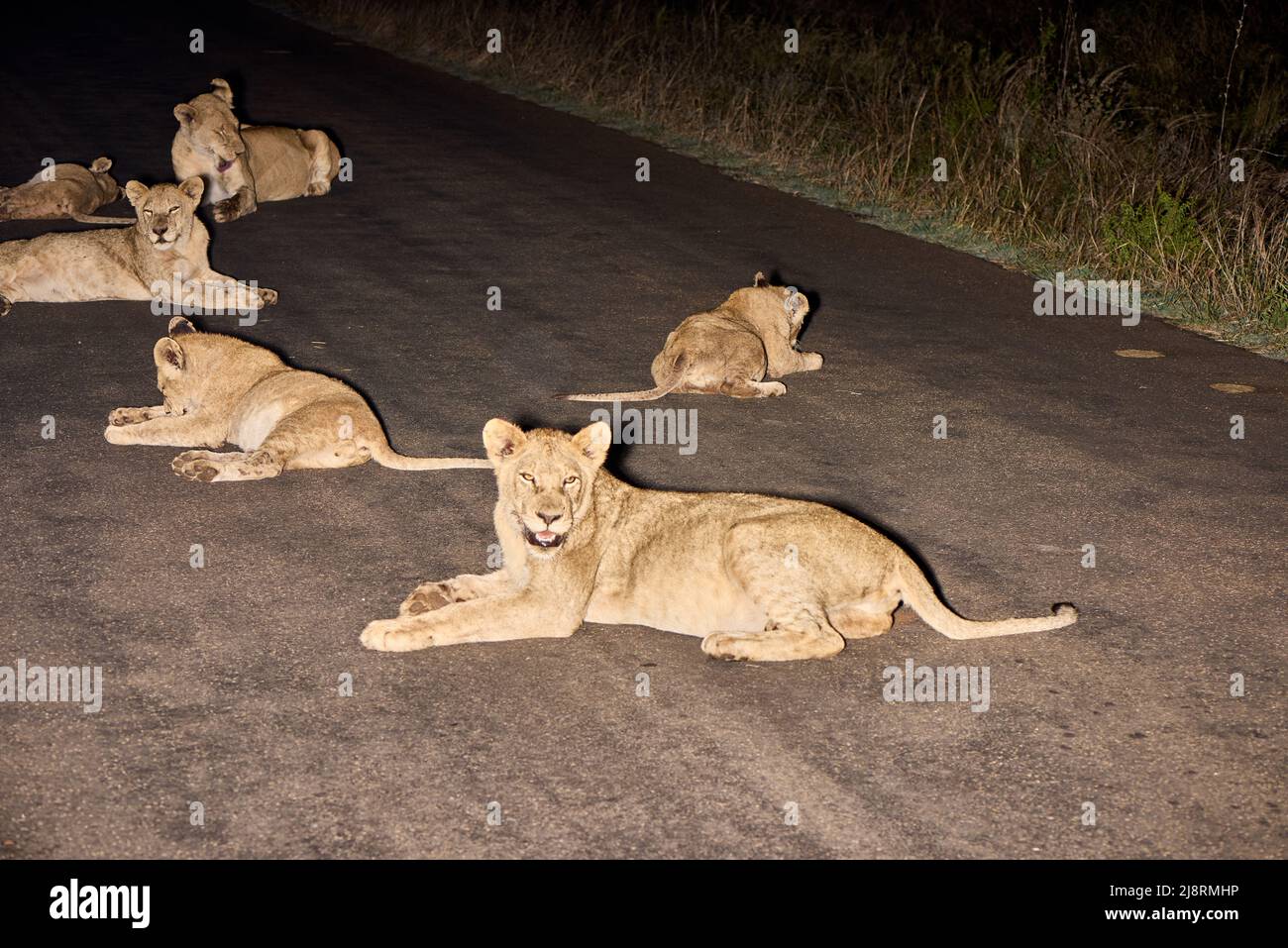 Lions and Lionesses resting after eating Stock Photo - Alamy