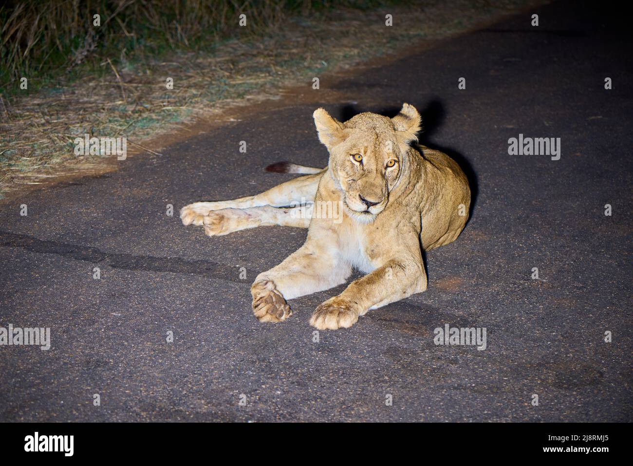 Lions and Lionesses resting after eating Stock Photo - Alamy
