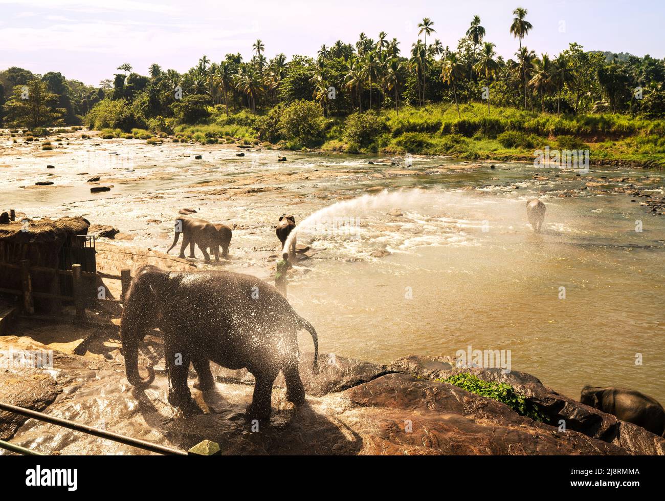 Herd of Young elephants washed by Orphanage workers.Sri Lankan elephant is a subspecies of the Asian elephant. Pinnawala Elephant Orphanage, Sri LAnka Stock Photo