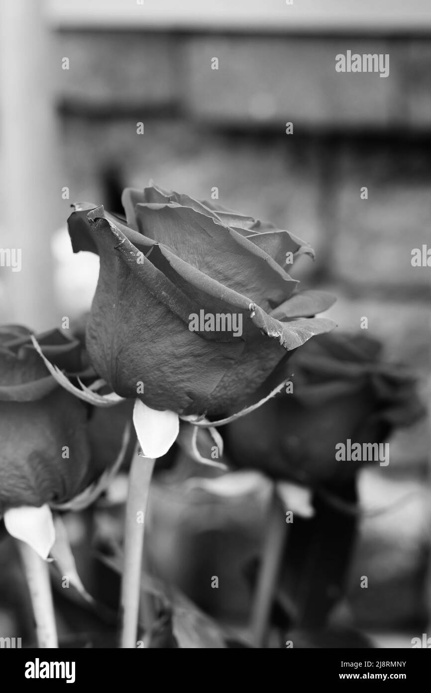 Showy blooms Black and White Stock Photos & Images - Alamy