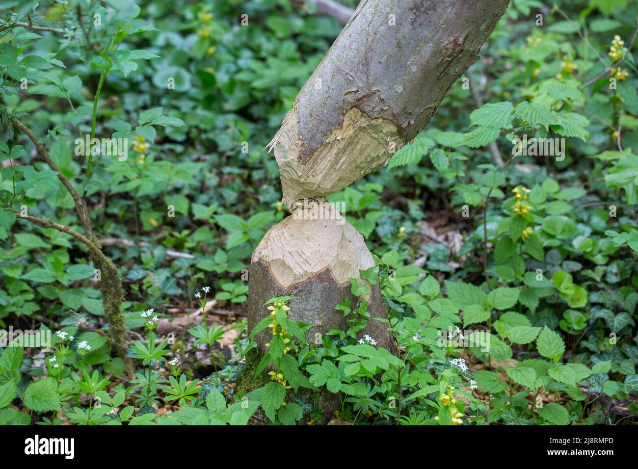 Tree, gnawed and felled by beavers. With typical bite marks. Stock Photo