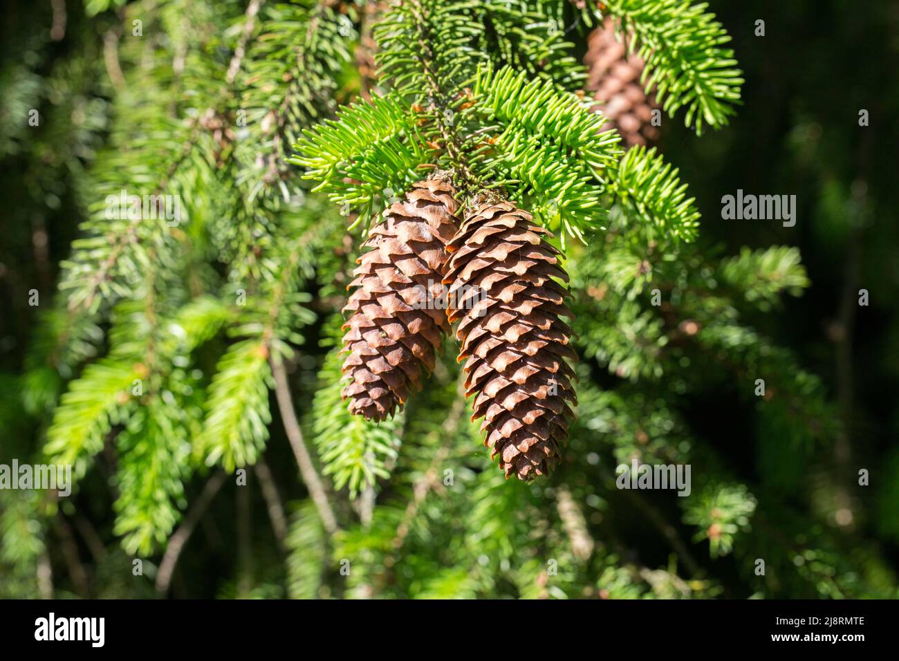 Close-up of two fir cones hanging on the branches of a conifer tree. Stock Photo