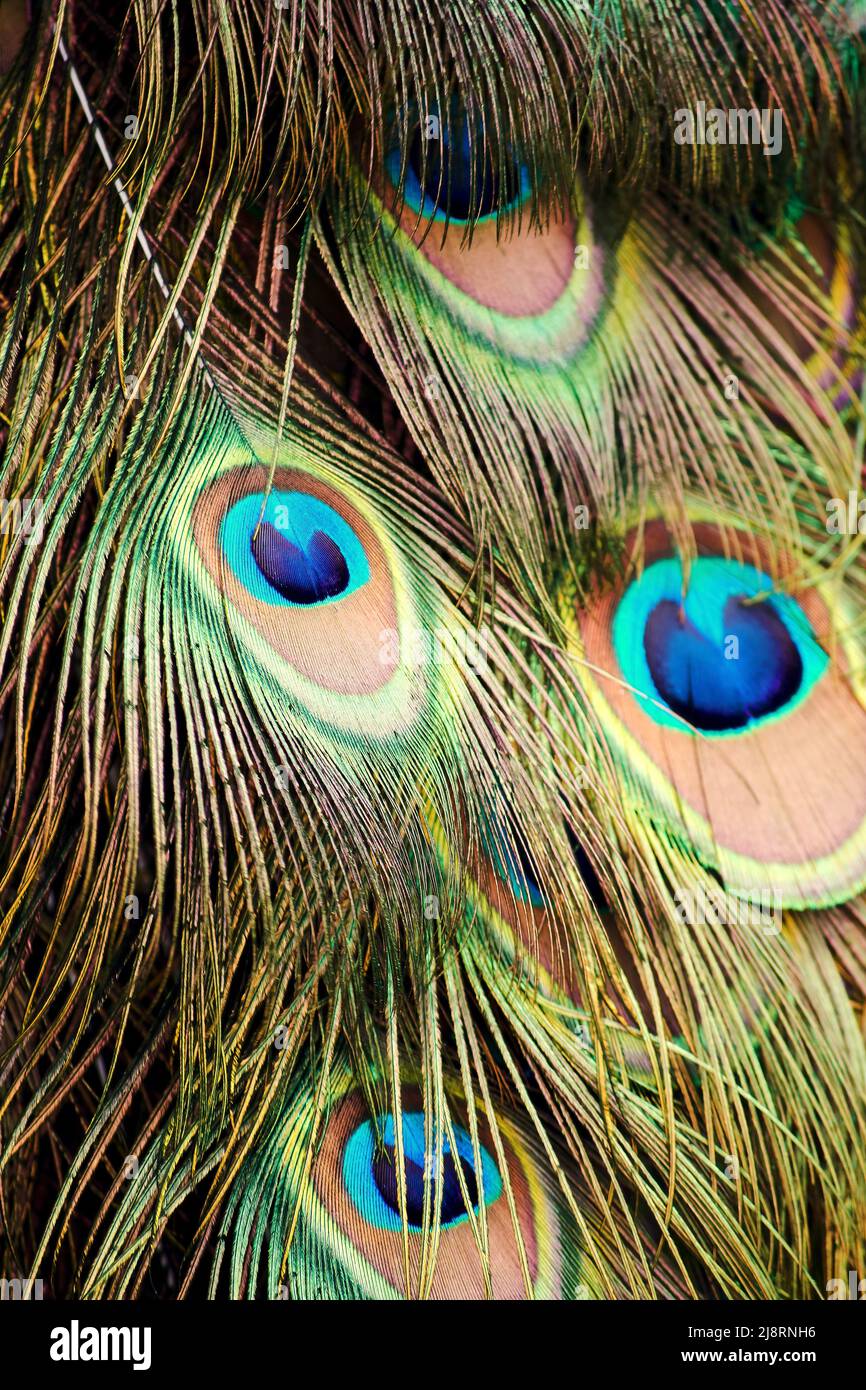 Texture of colorful peacock feathers close up. Abstract animals backgrounds Stock Photo Alamy
