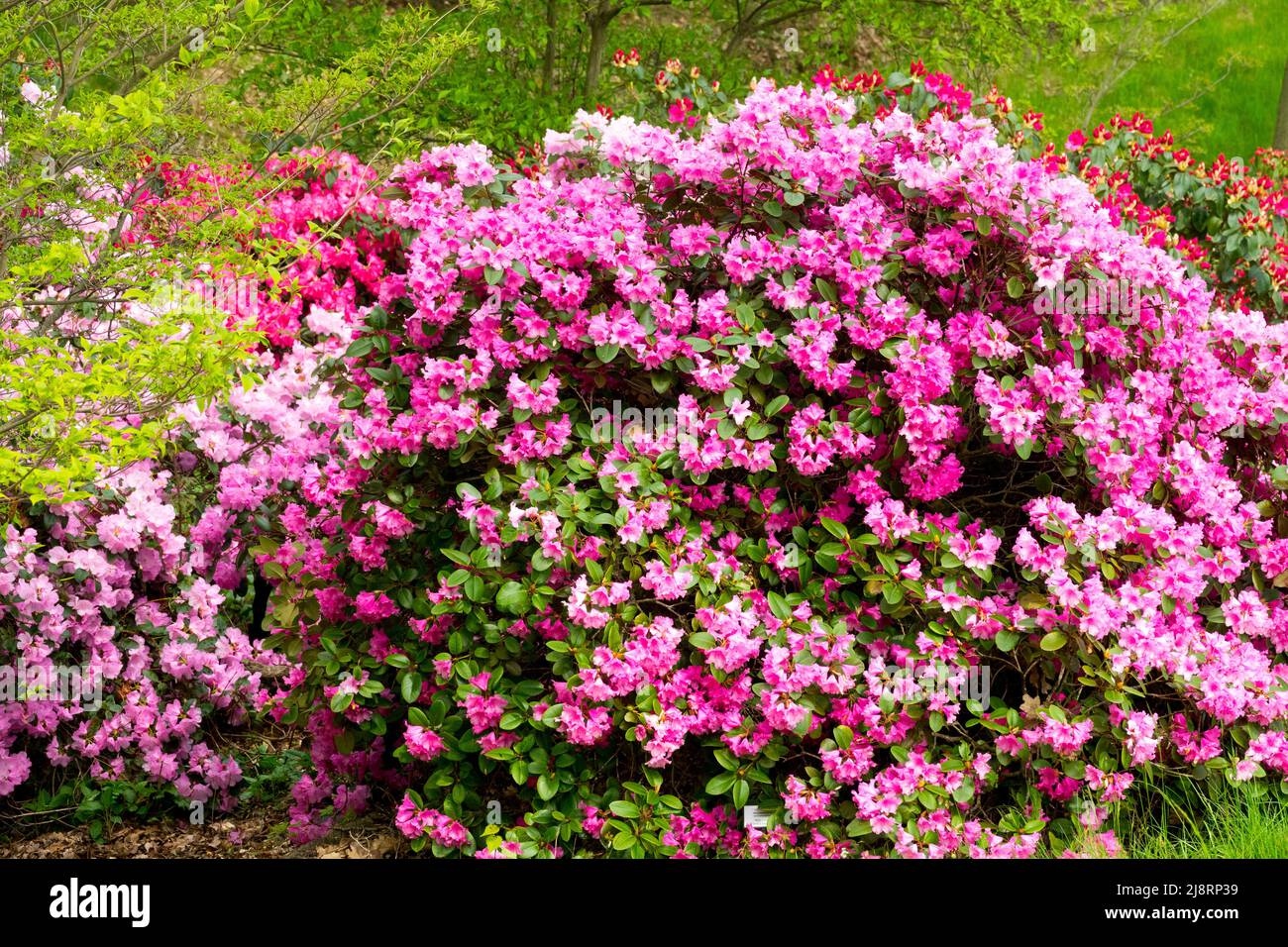 Pink Rhododendron 'Vater Böhlje' Stock Photo