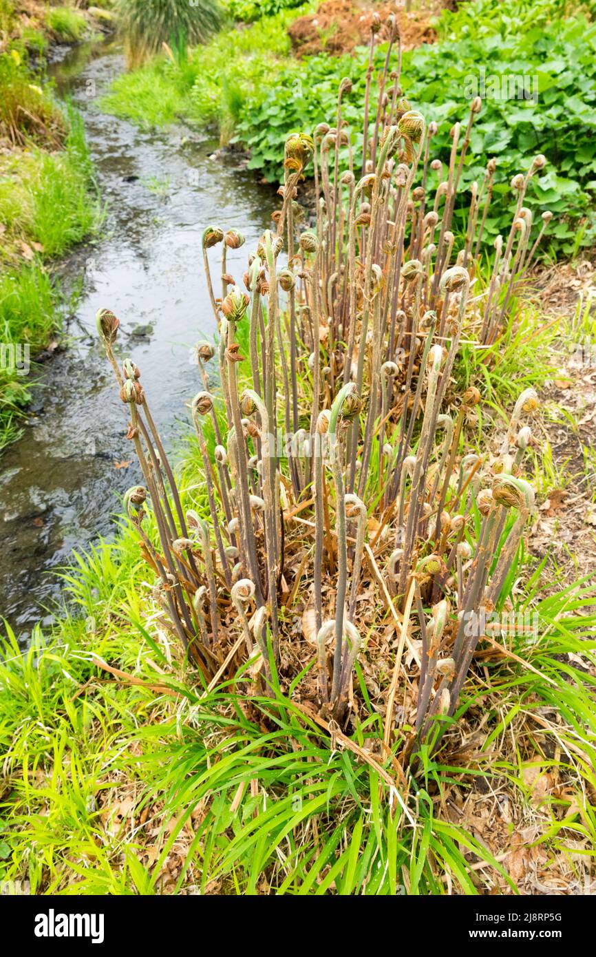 Royal Fern Osmunda regalis, Unfolding fronds, Growing At Garden stream, Osmunda regalis, Unfurling, Fronds marginal plants in spring Stock Photo