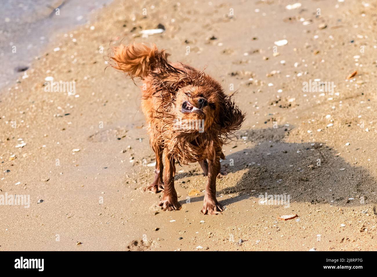 A dog cavalier king charles, a ruby puppy snorting as it comes out of the water, on the beach Stock Photo