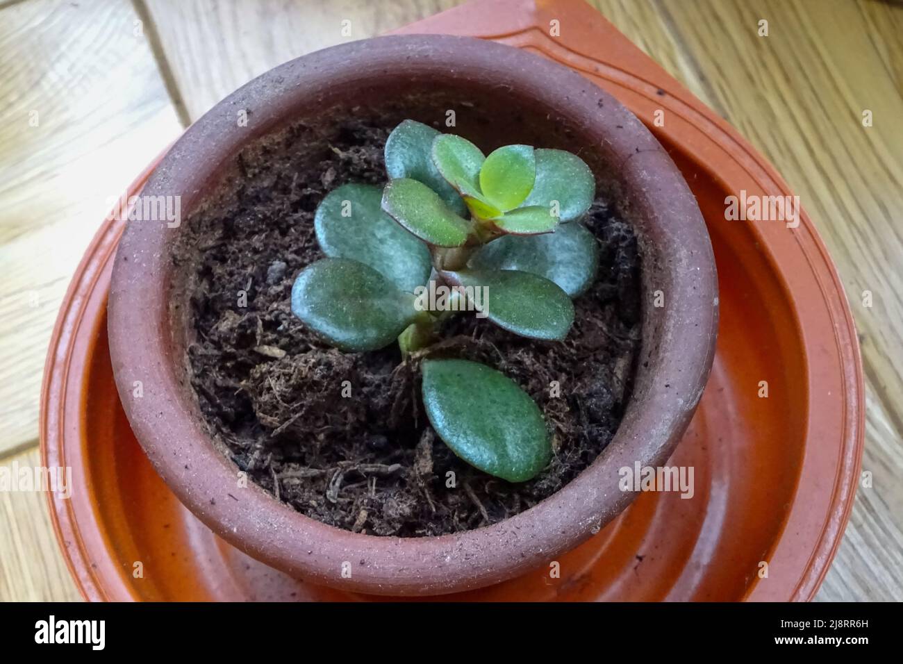Close up of a healthy jade plant Crassula ovata leaf cutting