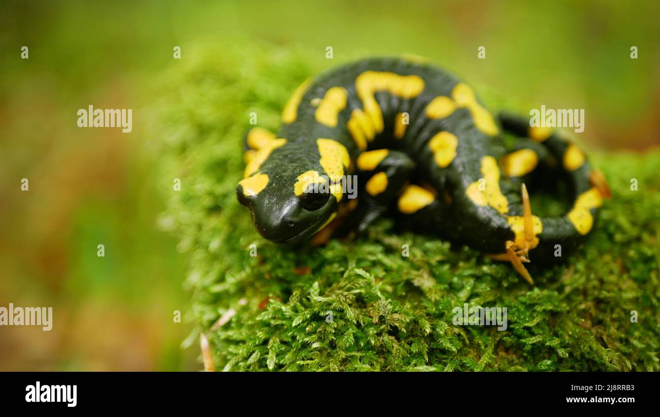 Fire Salamander Salamandra salamandra forest on moss close up detail