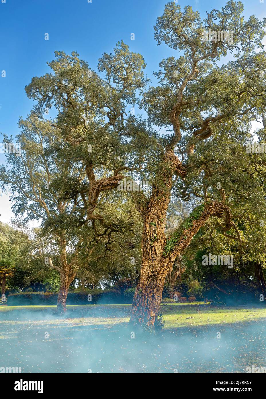 Cork oak trees Mount Edgcumbe gardens country park Cornwall Stock Photo