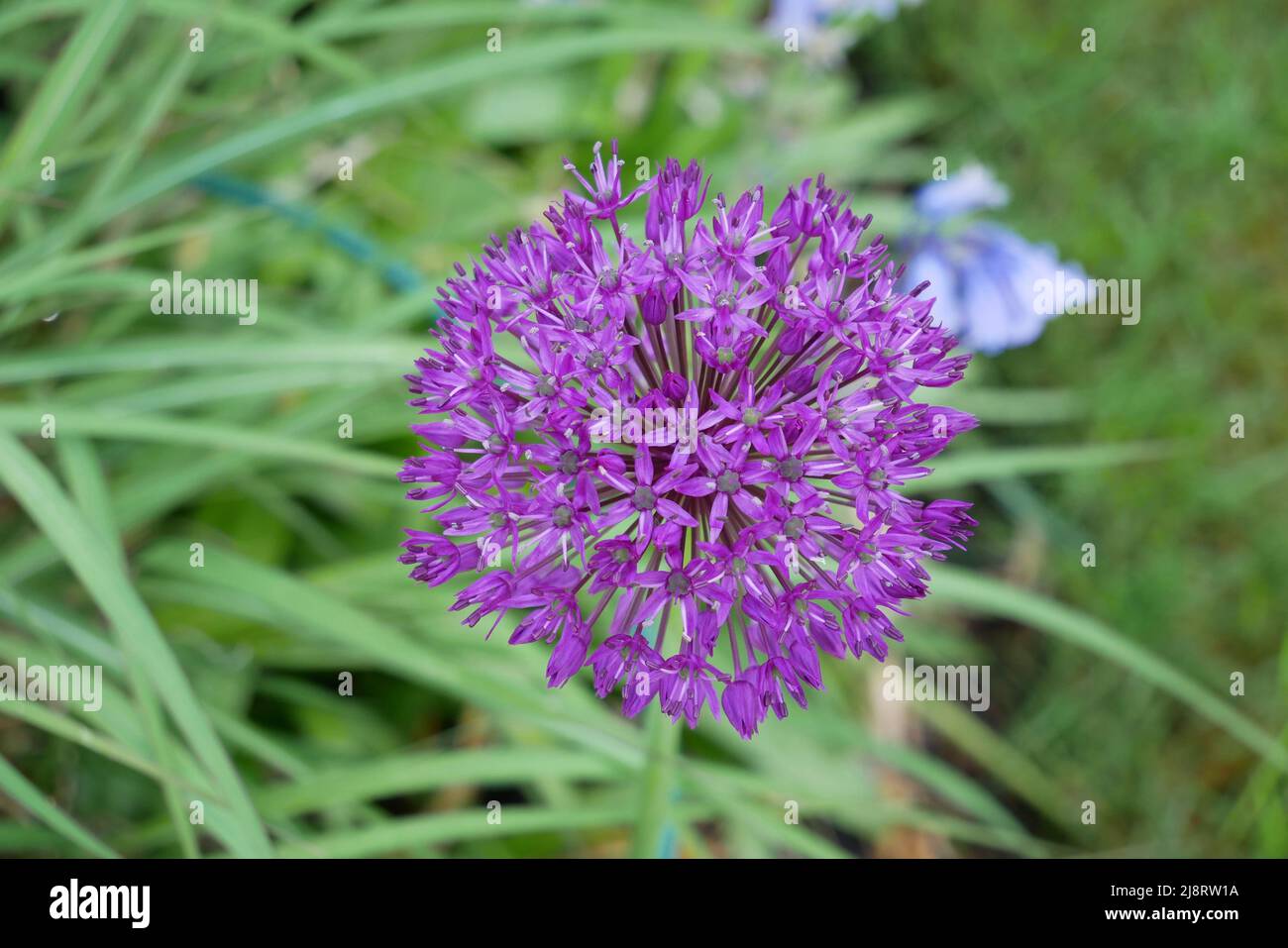 Allium Purple sensation in full bloom Stock Photo