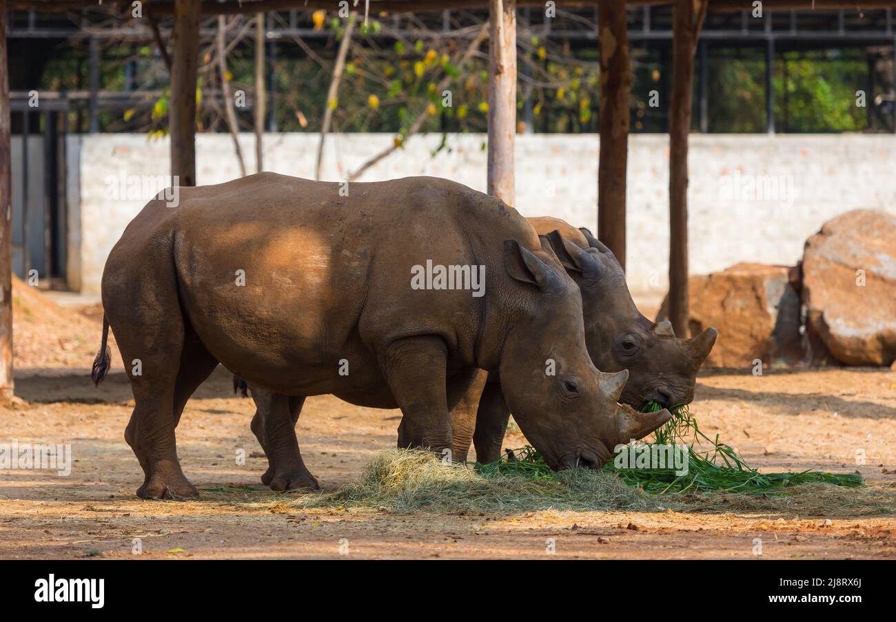 Indian rhinoceros pair feeding grass Stock Photo