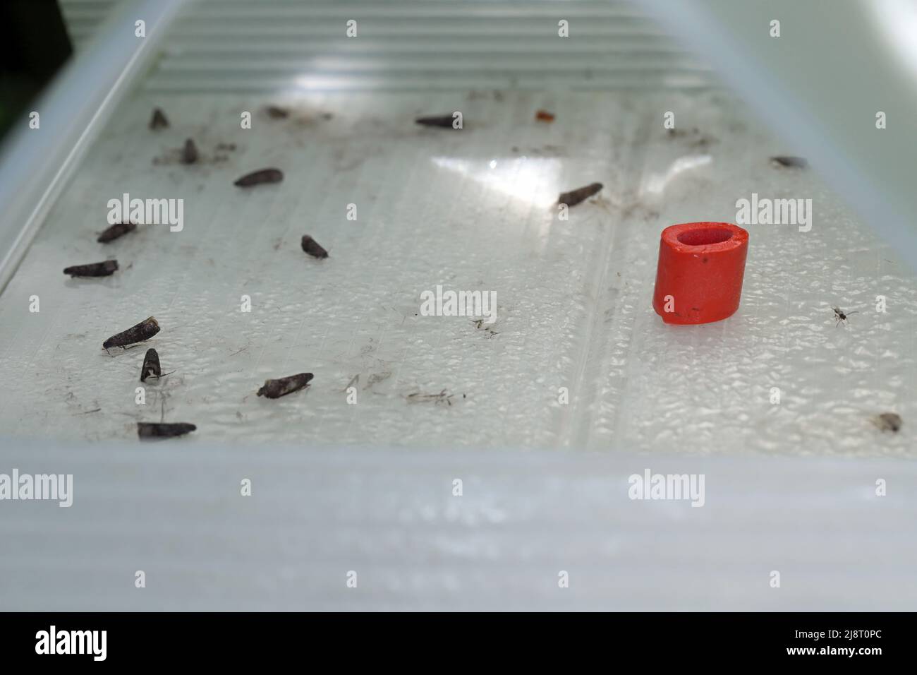 Plum fruit moth, Plum moth, Red plum maggot (Cydia funebrana, Laspeyresia funebrana, Grapholita funebrana), caught individuals on a pheromone trap. Stock Photo