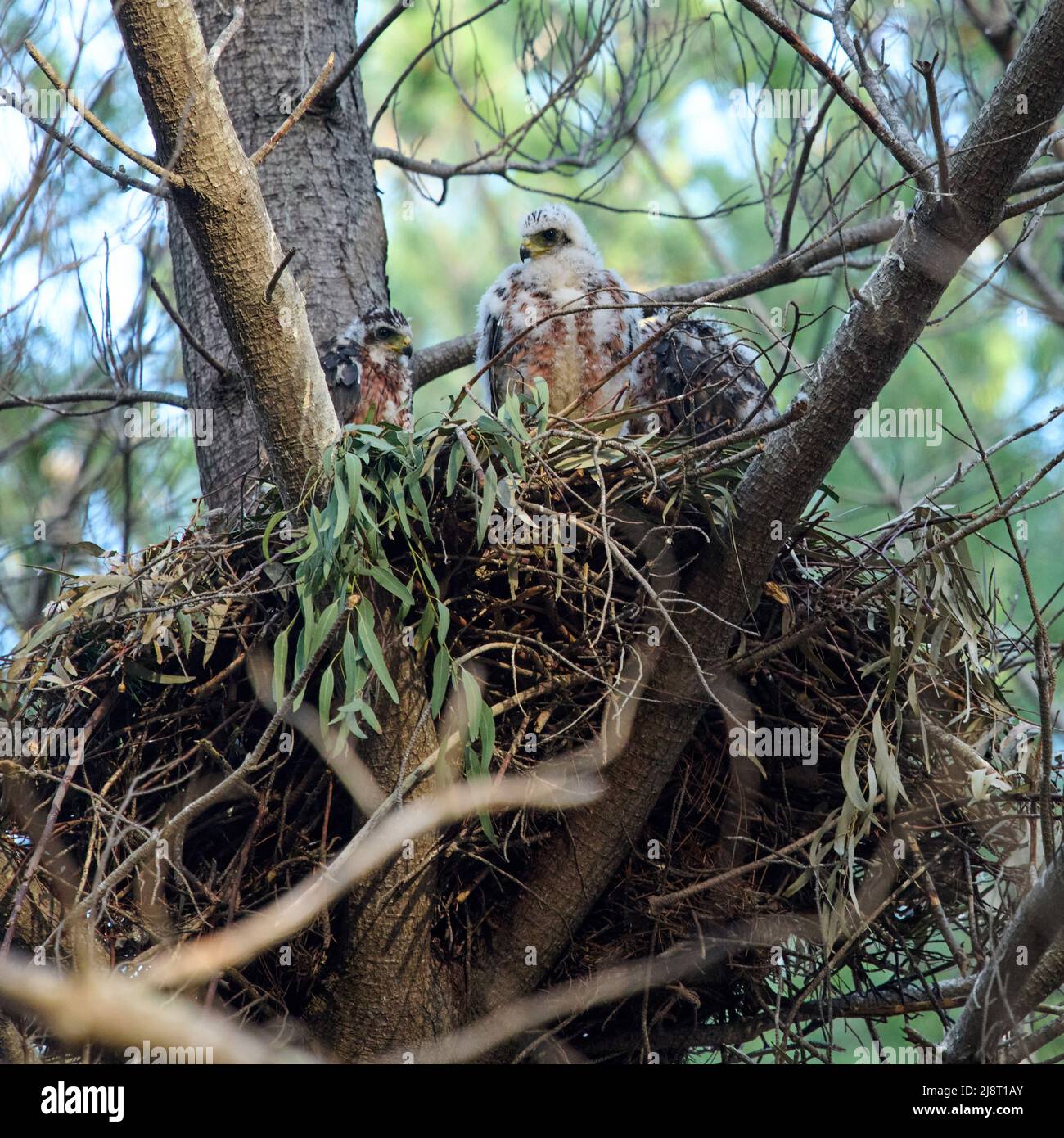 black-sparrowhawk-nest-with-parents-and-chicks-stock-photo-alamy