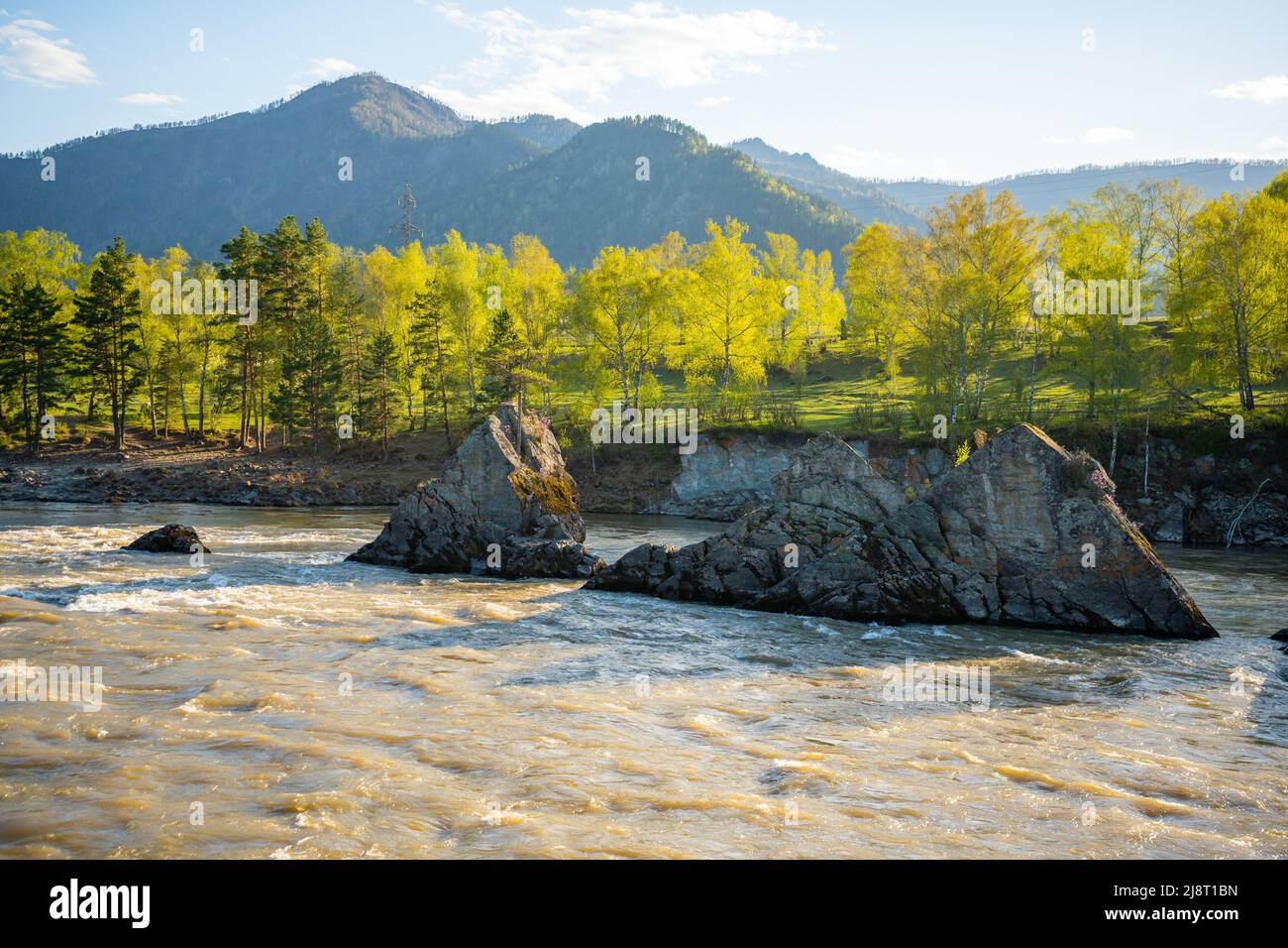 Remarkable natural objects - dragon teeth - in Katun river of Altai mountains with beautiful taiga area on background, Siberia, Russia Stock Photo