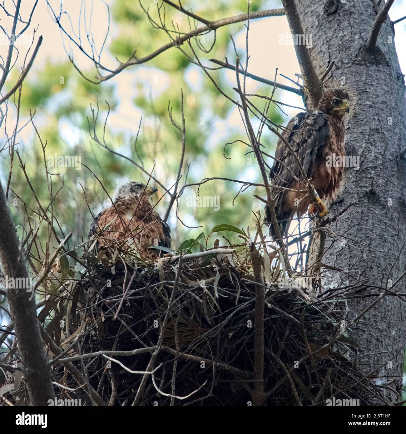 Black Sparrowhawk nest with parents and chicks Stock Photo Alamy