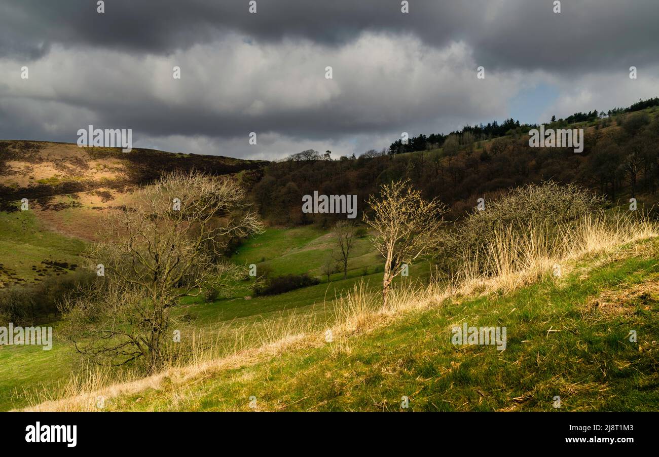 North York Moors as view along a natural geological depression with grasses, trees, and heather under heavy clouded sky on bright fall morning near Go Stock Photo