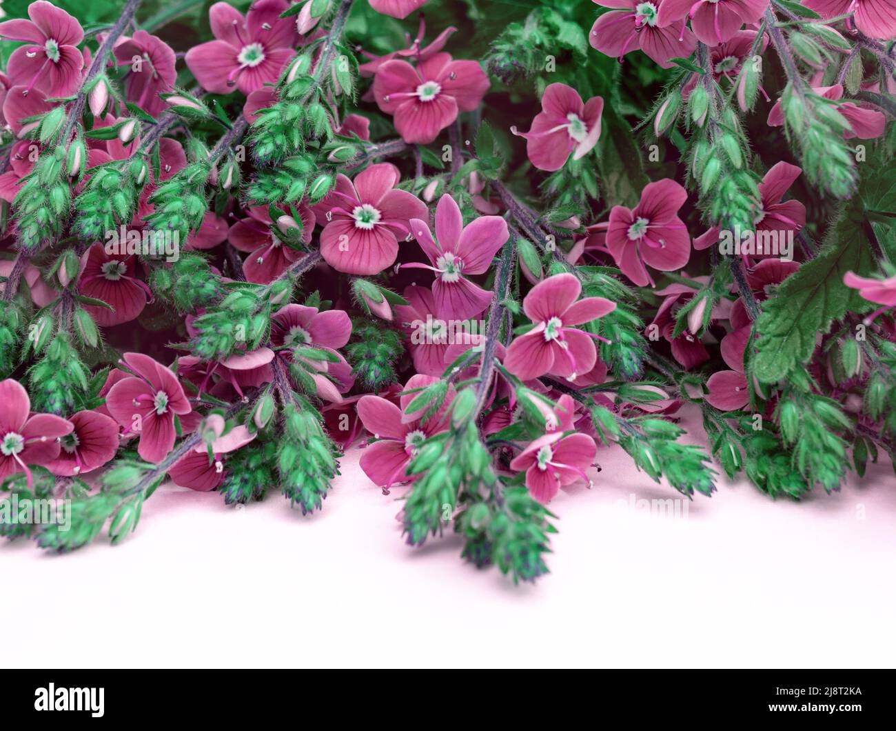 Delicate arrangement of floral hi-res stock photography and images - Alamy