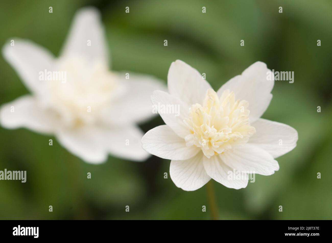 Wood anemone cultivar flowers, close up shot, local focus Stock Photo