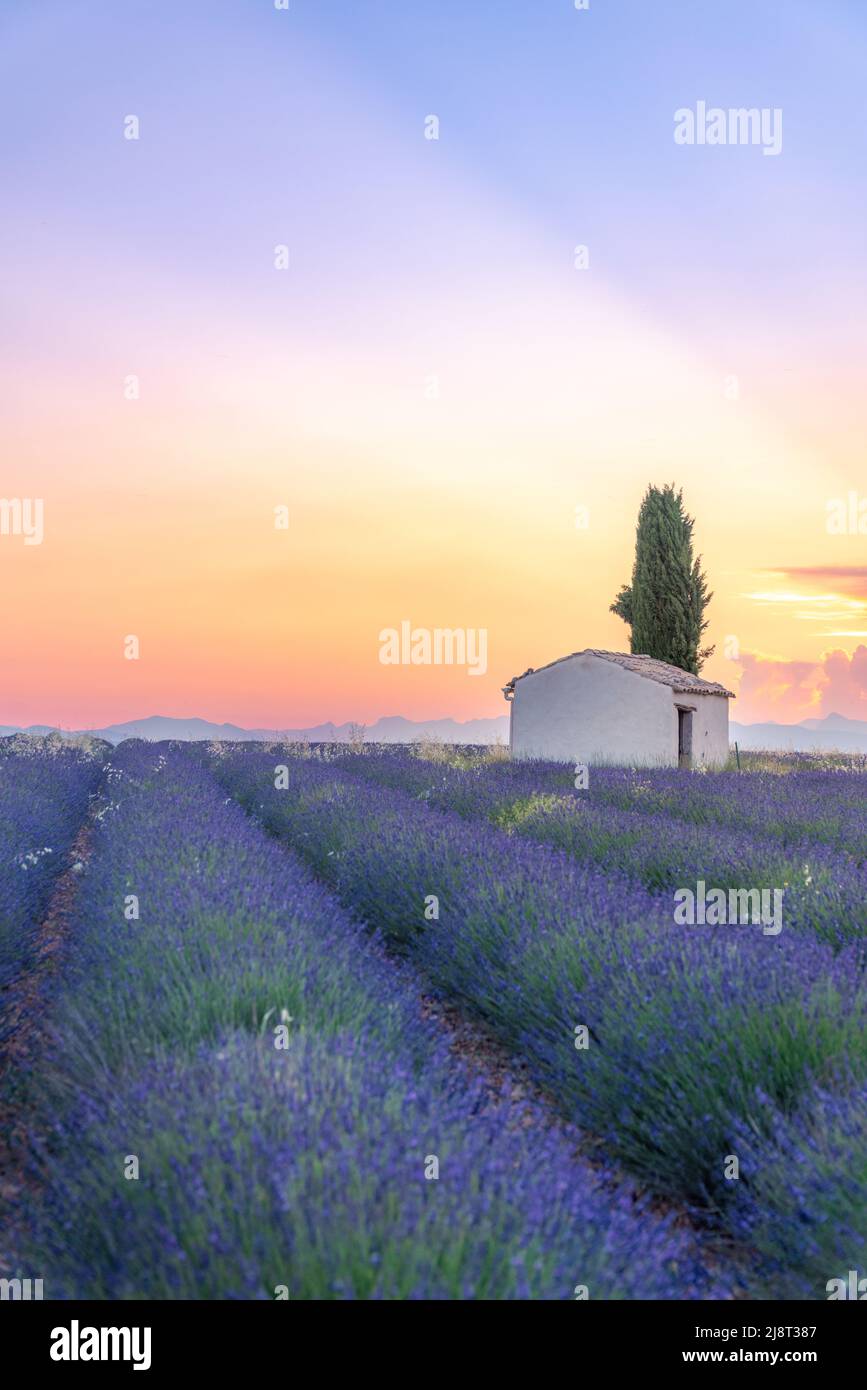 A lonely house into lavender fields near Valensole, Provence, France Stock Photo