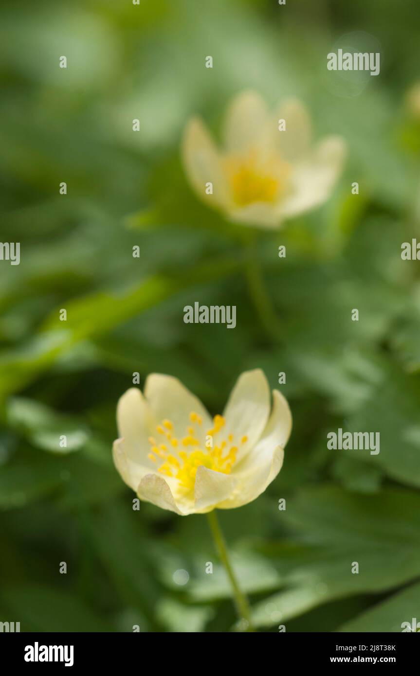 Wood anemone cultivar flowers, close up shot, local focus Stock Photo