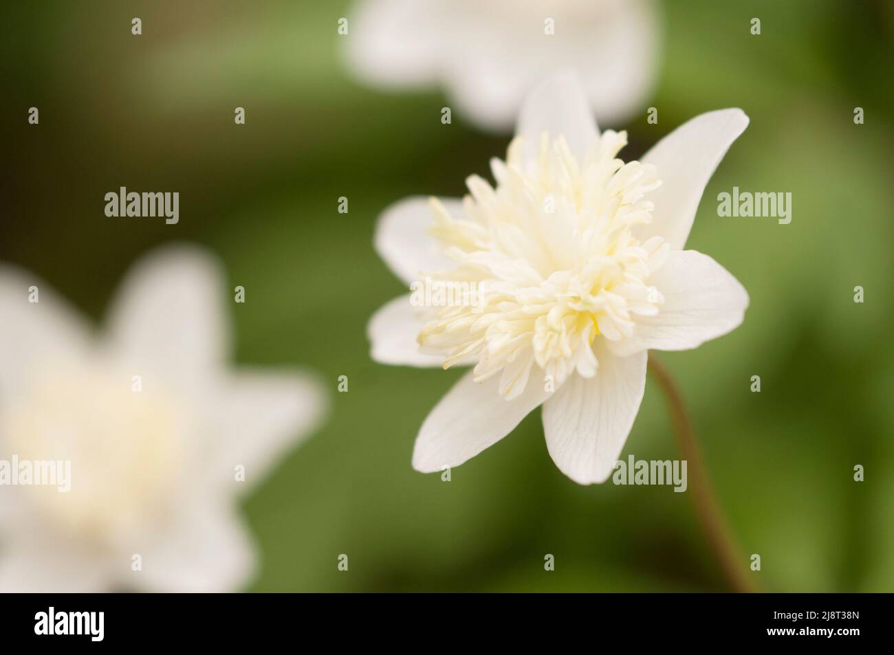 Wood anemone cultivar flowers, close up shot, local focus Stock Photo