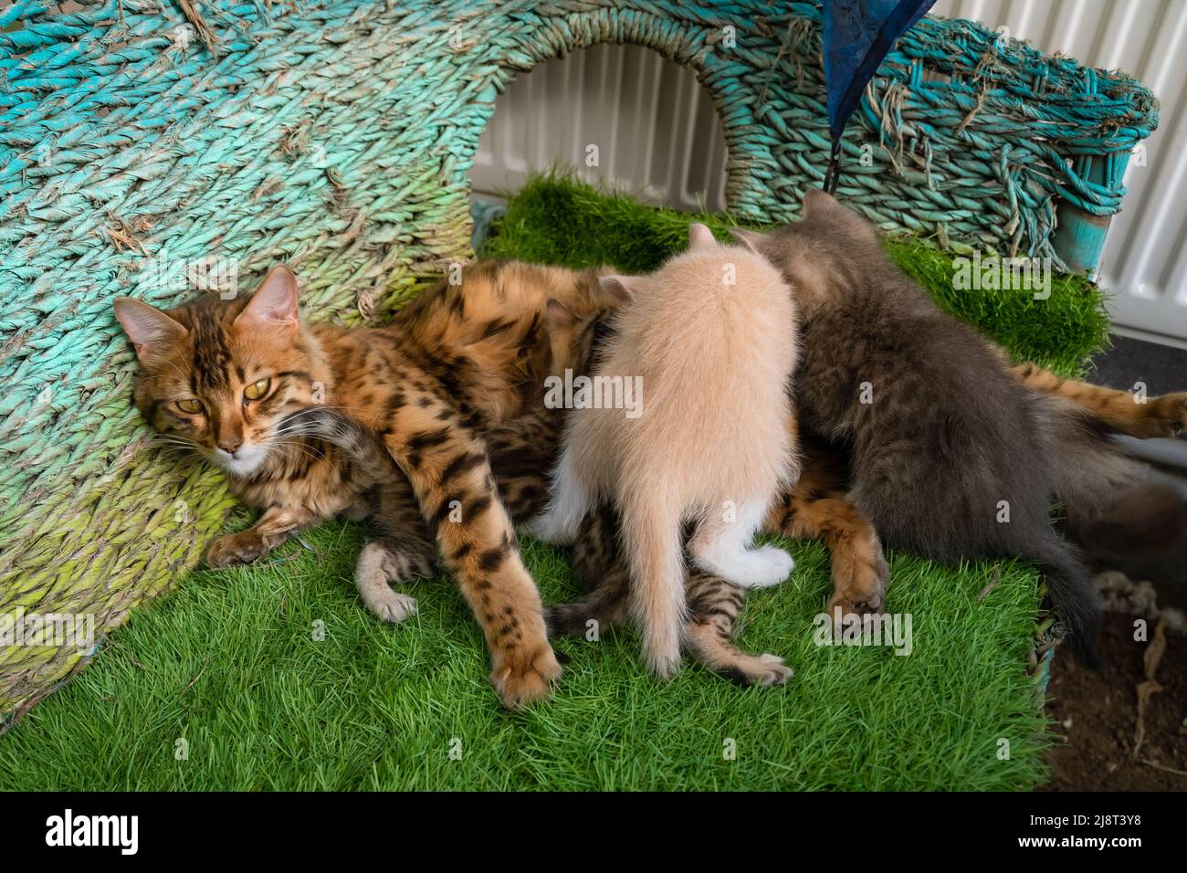 A beautiful Bengal cat feeds kittens of different litters. Adorable