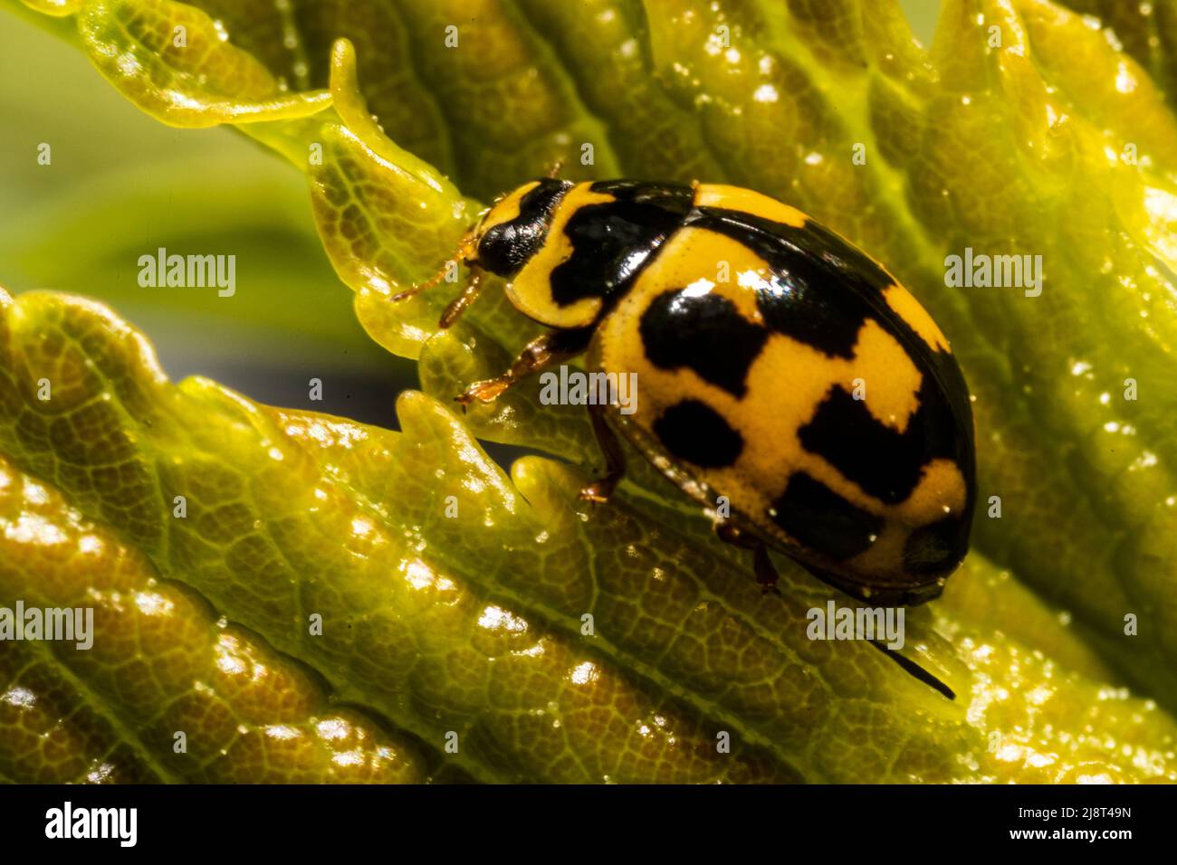 Macro side view of a twenty-two spot ladybug on a leaf Stock Photo
