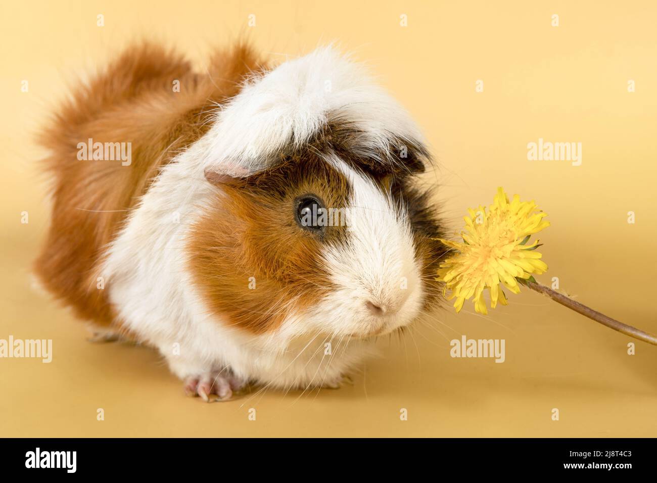 Guinea pig rosette on a beige background. Fluffy cute rodent guinea pig