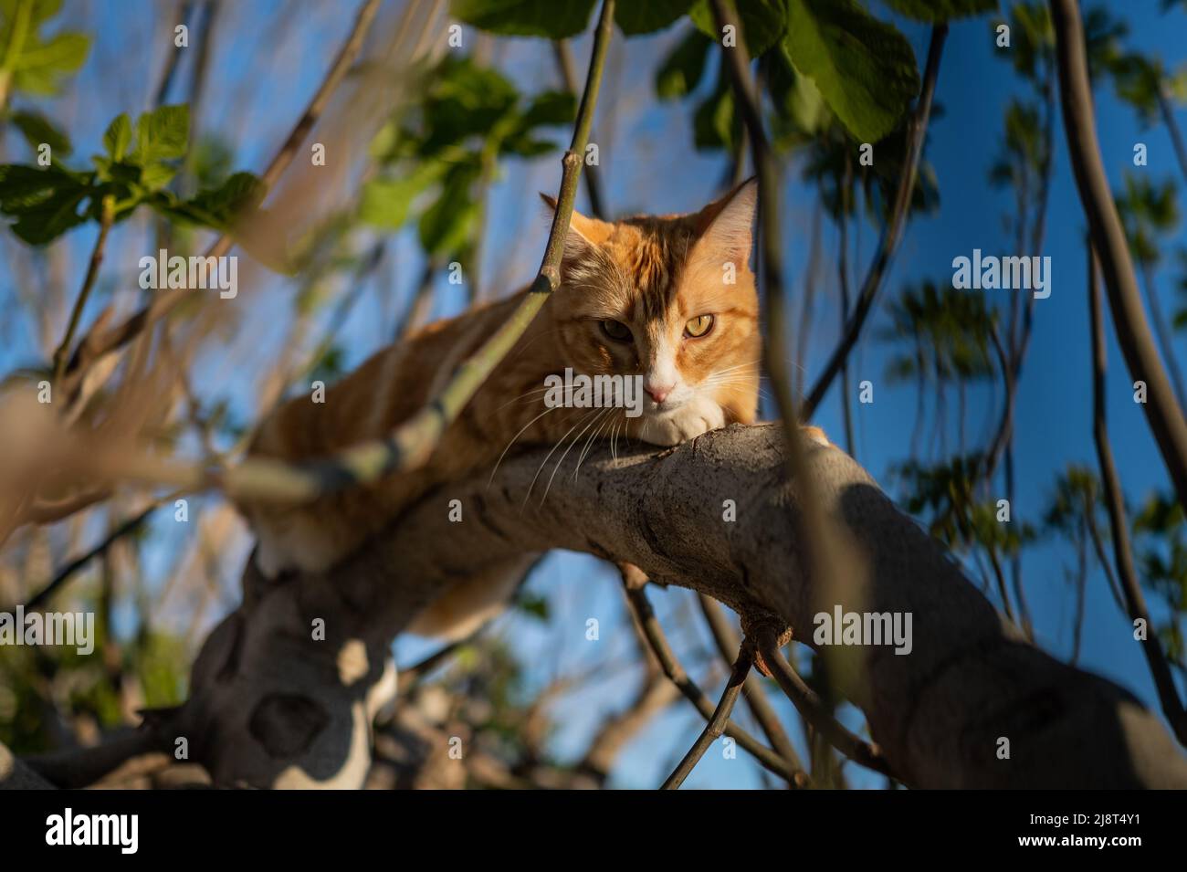 Russian white cat hi res stock photography and images Page 6 Alamy
