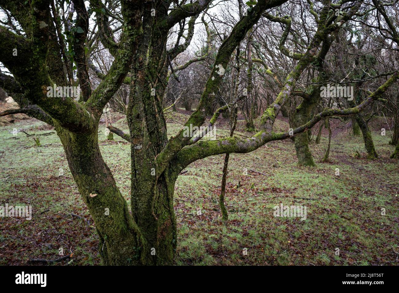 Gnarled twisted trees in a copse on Goonzion Downs on Bodmin Moor in Cornwall. Stock Photo