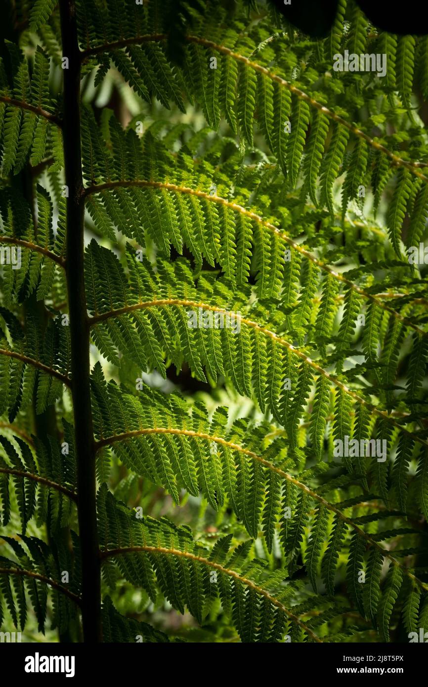A close up view of the fronds of an Arctic dickensia growing in the wild sub-tropical Penjjick Garden in Cornwall.  Penjerrick Garden is recognised as Stock Photo