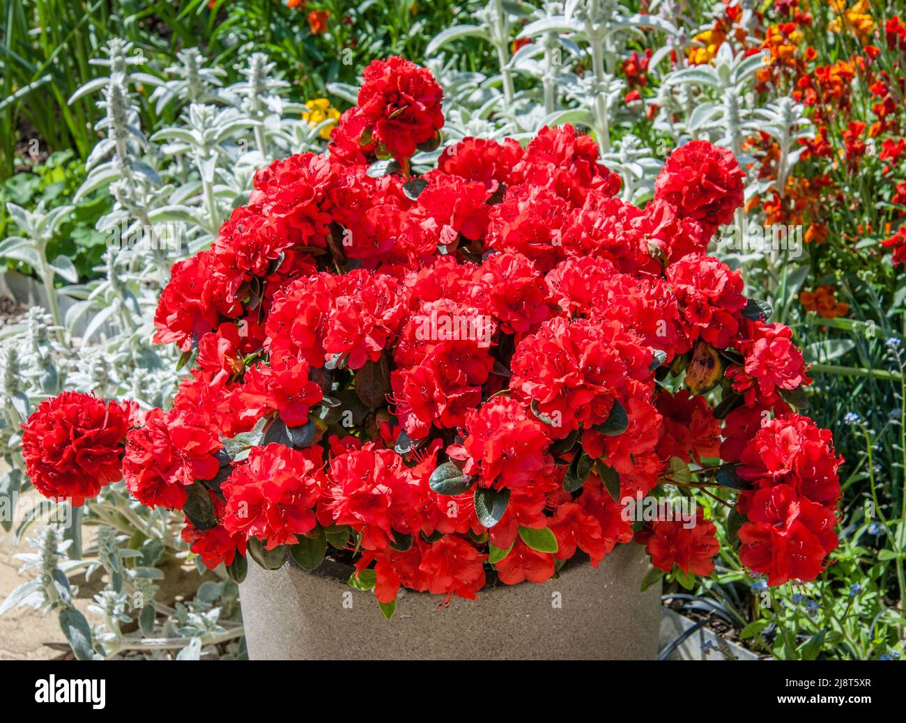 Azalea (Rhododendron)  - Red. Stock Photo