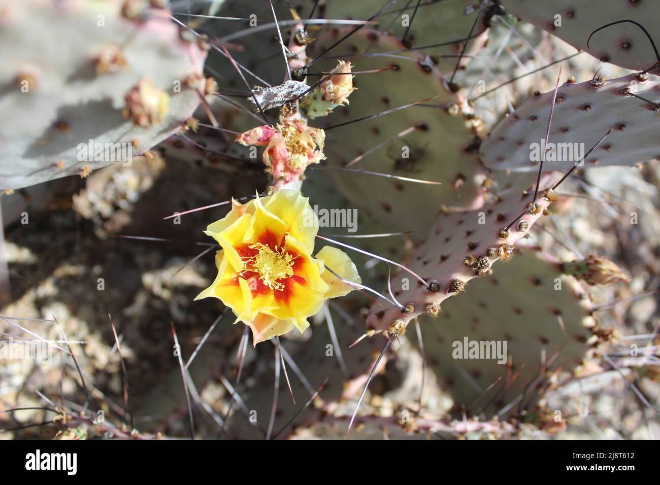 Yellow prickly pear cactus flower close up at Big Bend National Park in Texas Stock Photo