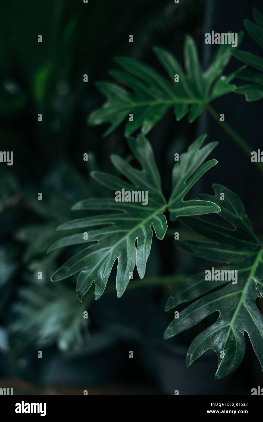 Fresh green Xanadu plant leaves dark background Stock Photo