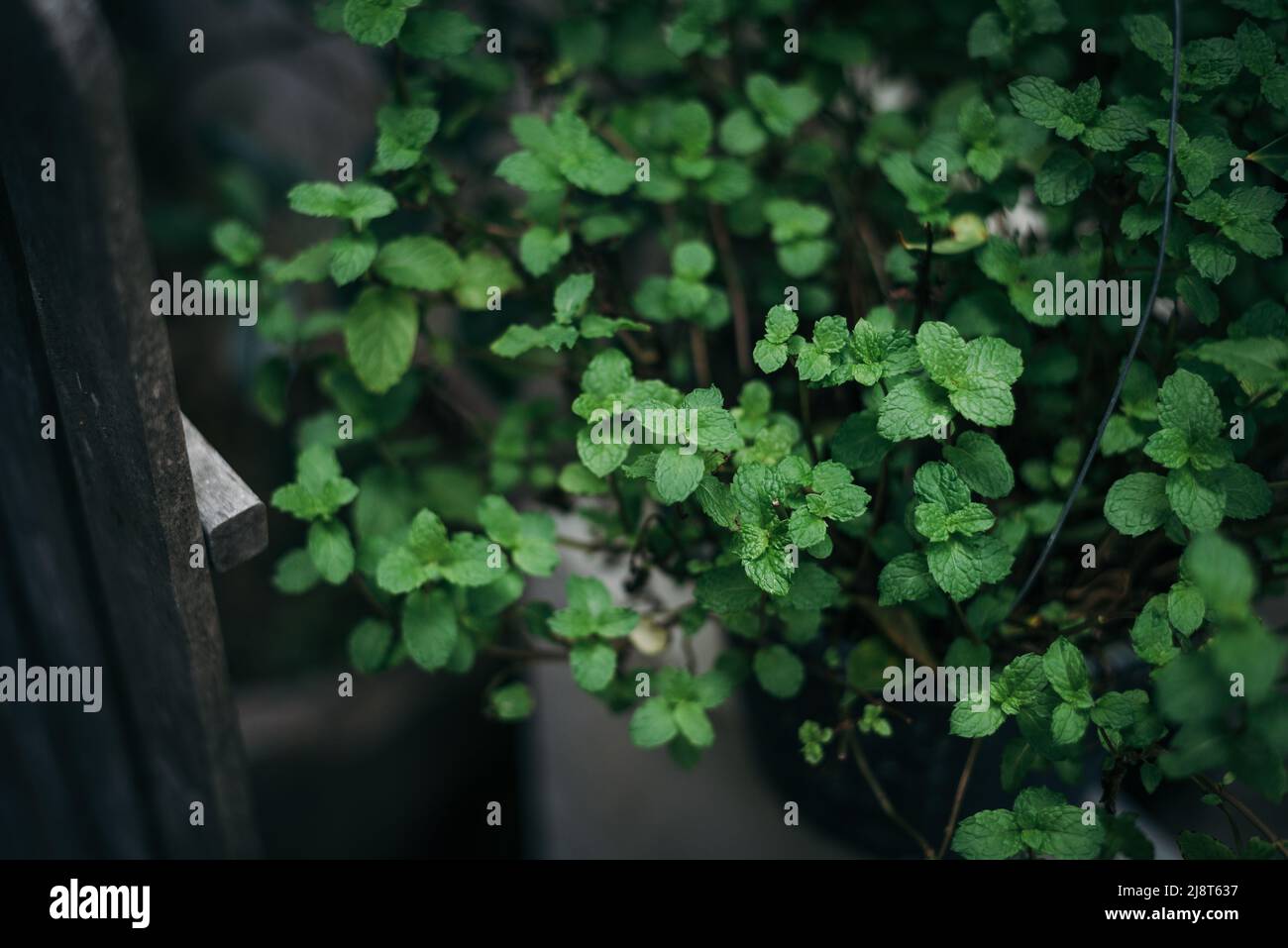 Fresh green mint plant background Stock Photo