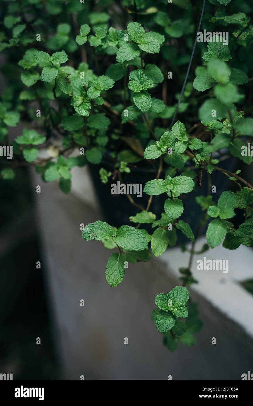 Fresh green mint plant background Stock Photo