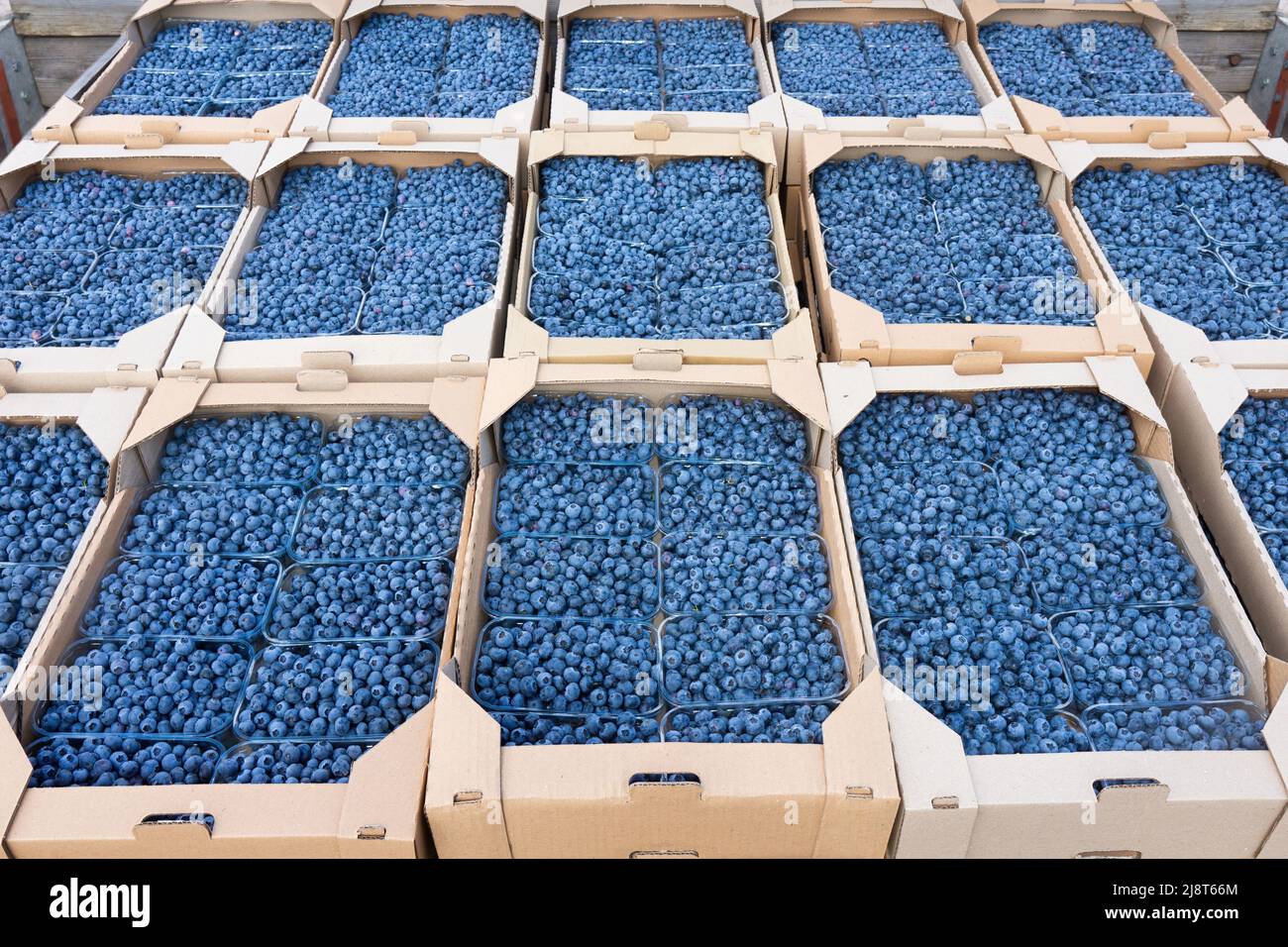 Truck bed loaded with shipping boxes full of plastic crates with fresh