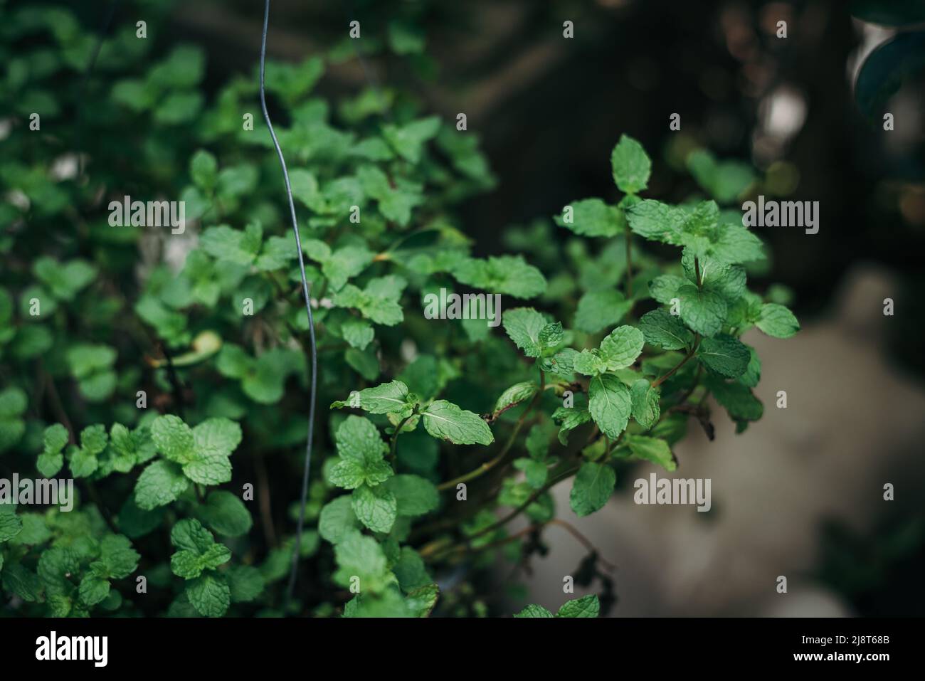 Fresh green mint plant background Stock Photo