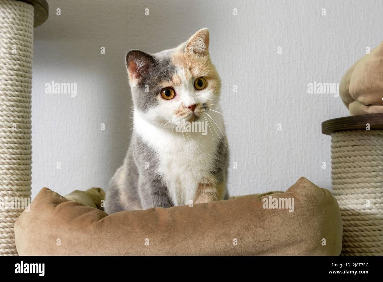 Cute pet cat of the British shorthair breed is playing on a cat tree at home Stock Photo