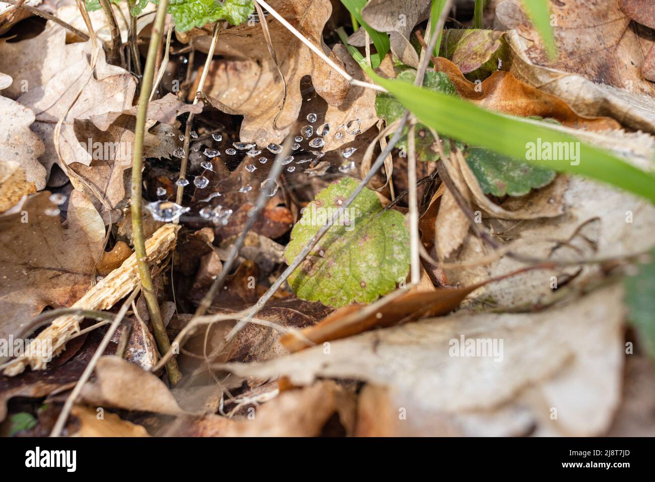 spider web in foliage with water drops close up Stock Photo