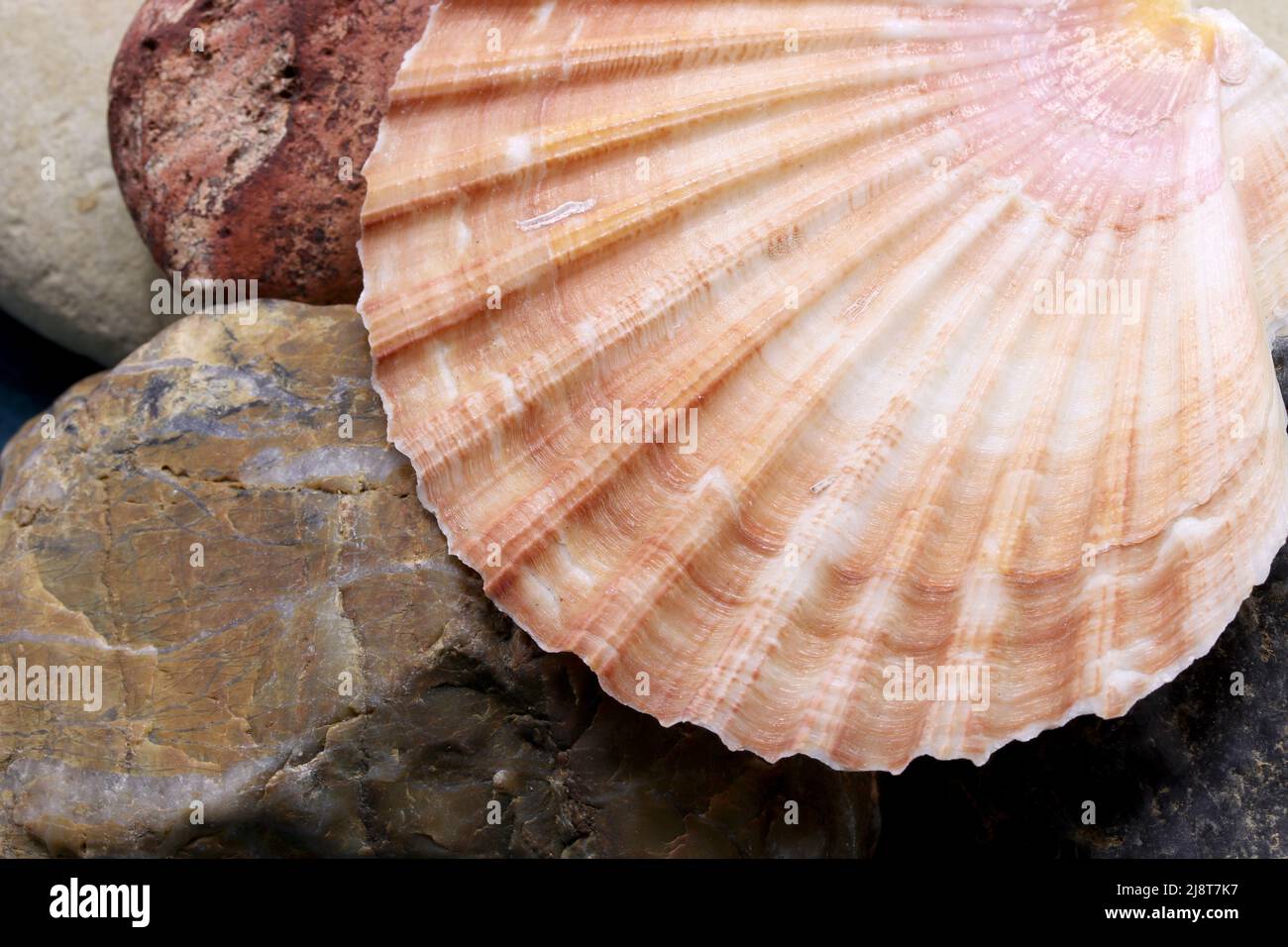 Close-up seashell on a background Stock Photo
