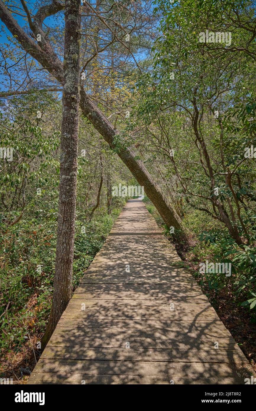 Tree leaning over wooden pathway or walkway at Pink Beds Picnic Area in