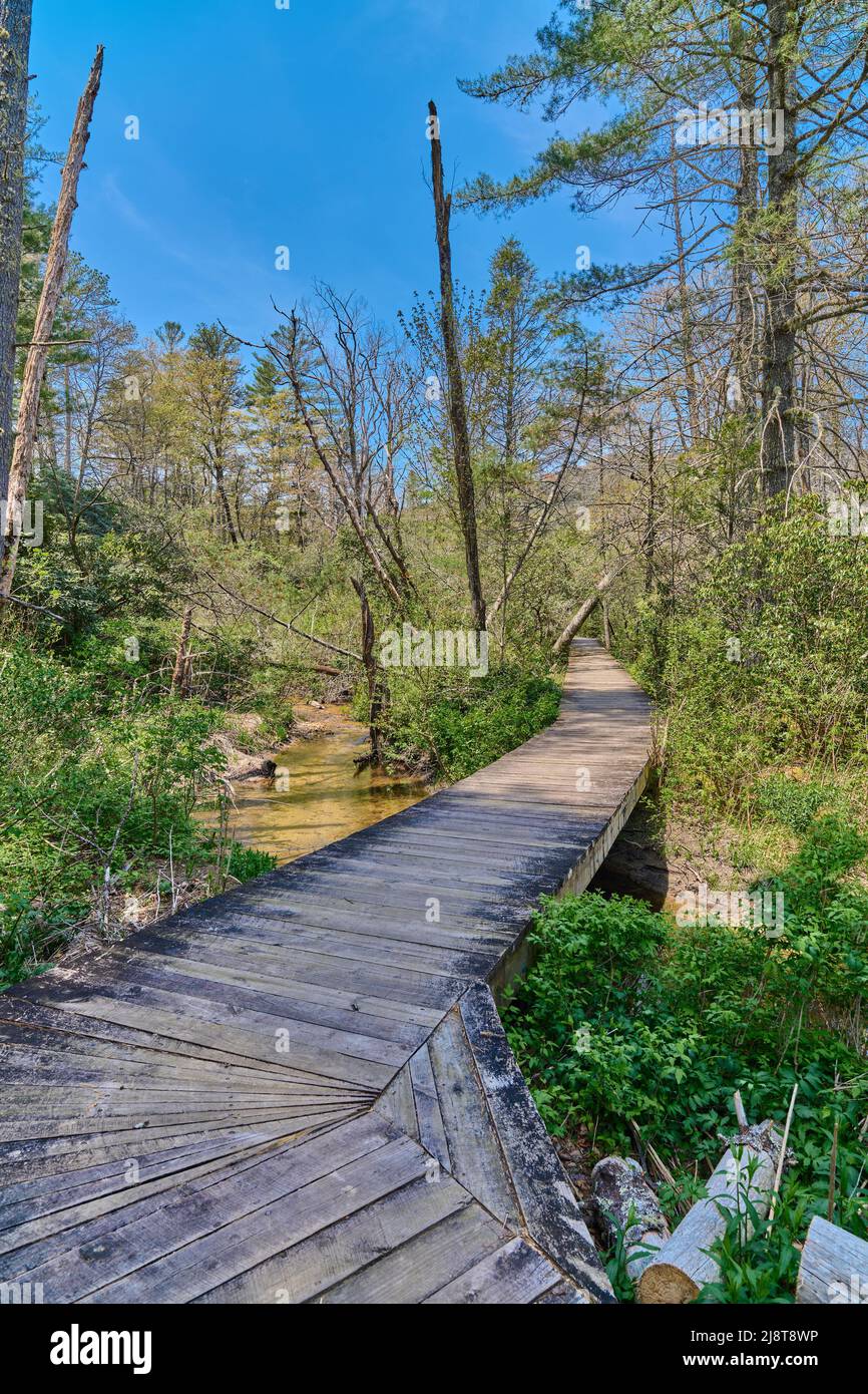 Wooden pathway or walkway at Pink Beds Picnic Area in Pisgah National