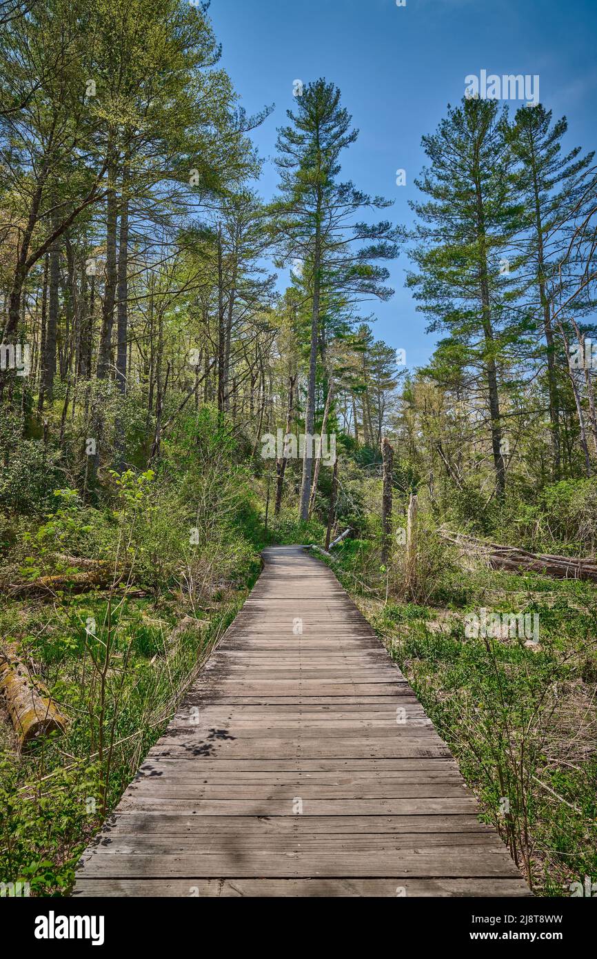 Wooden pathway or walkway at Pink Beds Picnic Area in Pisgah National