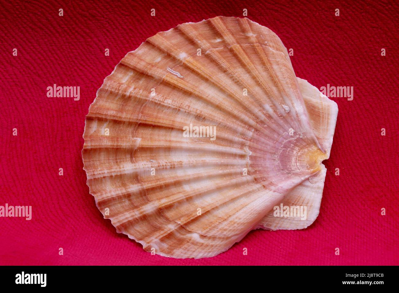 Seashell catalog hi-res stock photography and images - Alamy