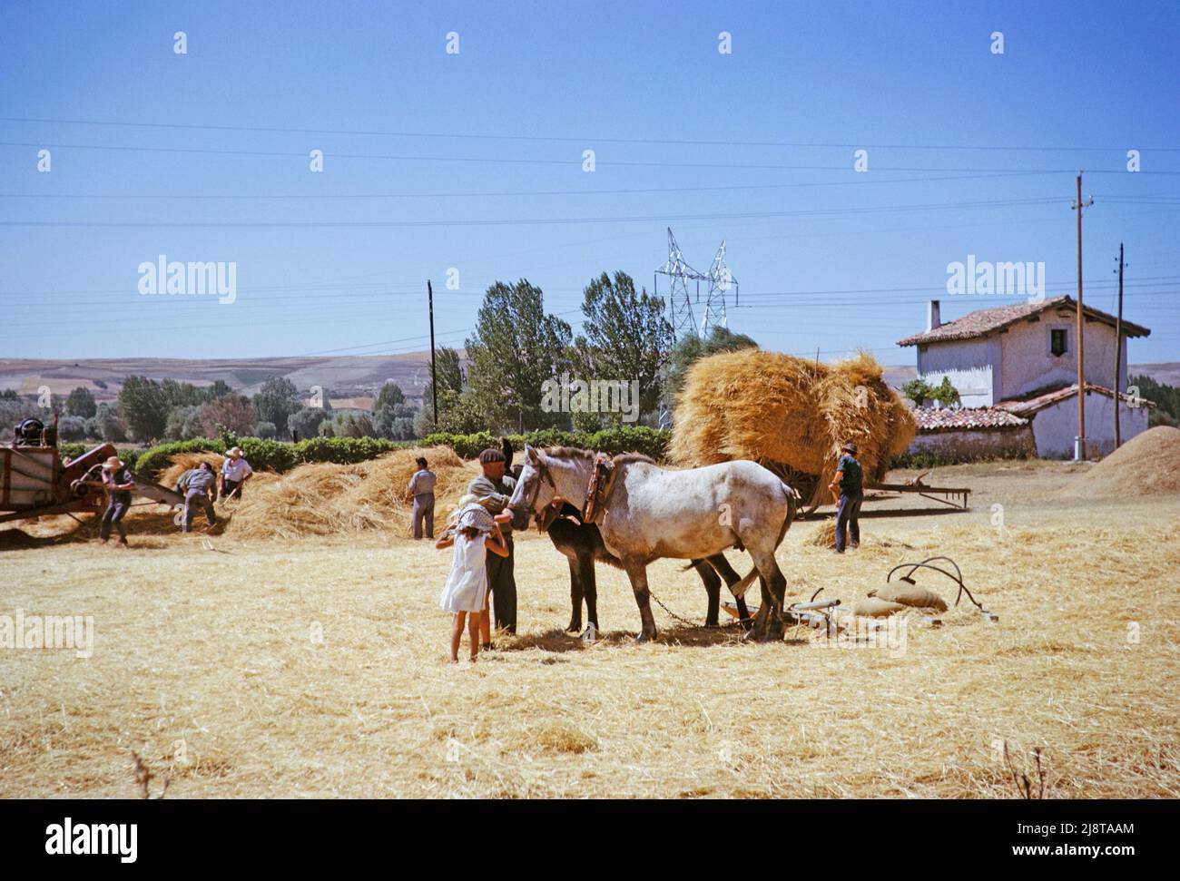 Harvesting threshing wheat by hand and using horses, Spain 1964 location unspecified, Stock Photo