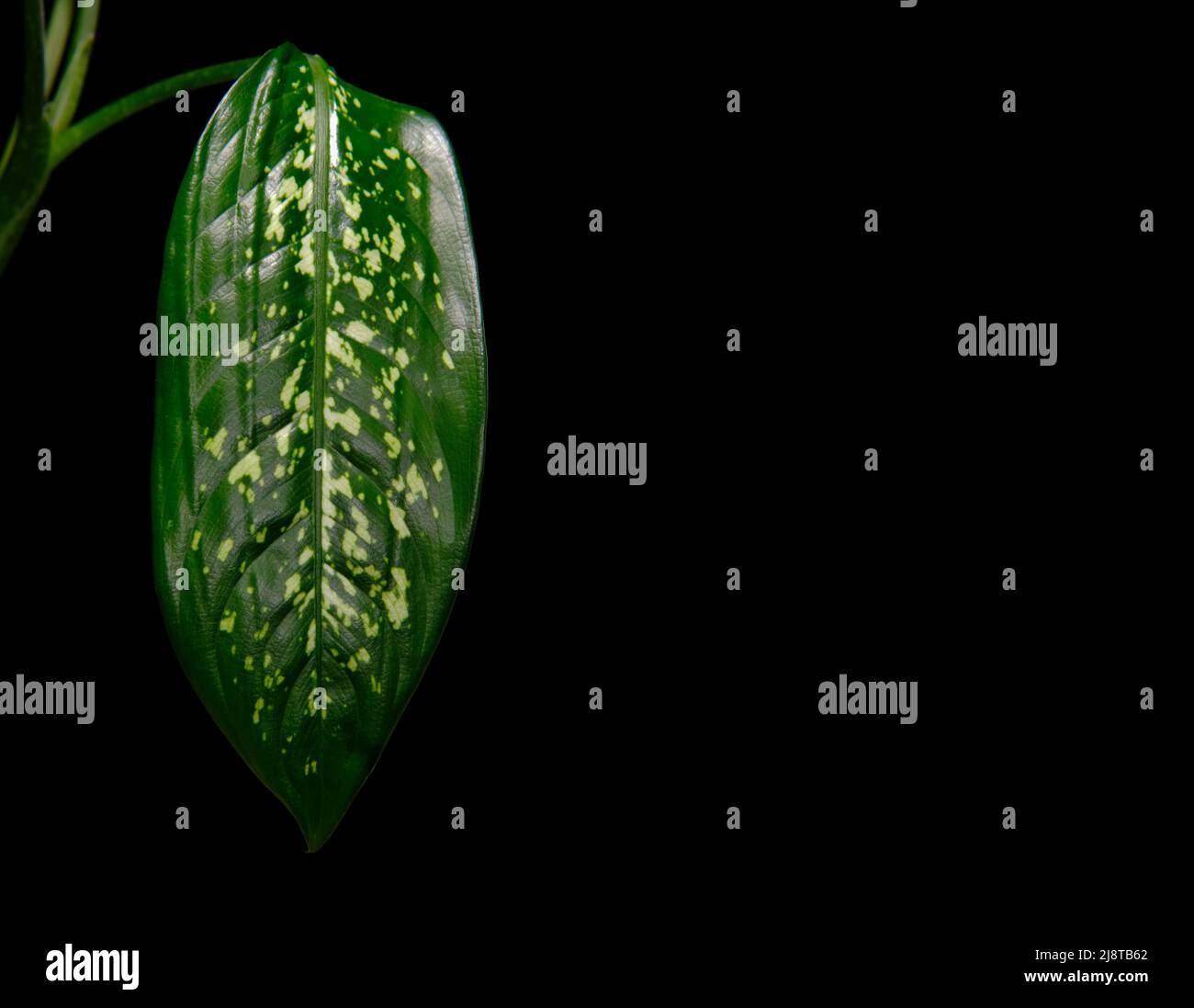 Dieffenbachia plant with large leaves on black background with copy space. Dark green leaves with white spots, close up. Fresh houseplant. Stock Photo