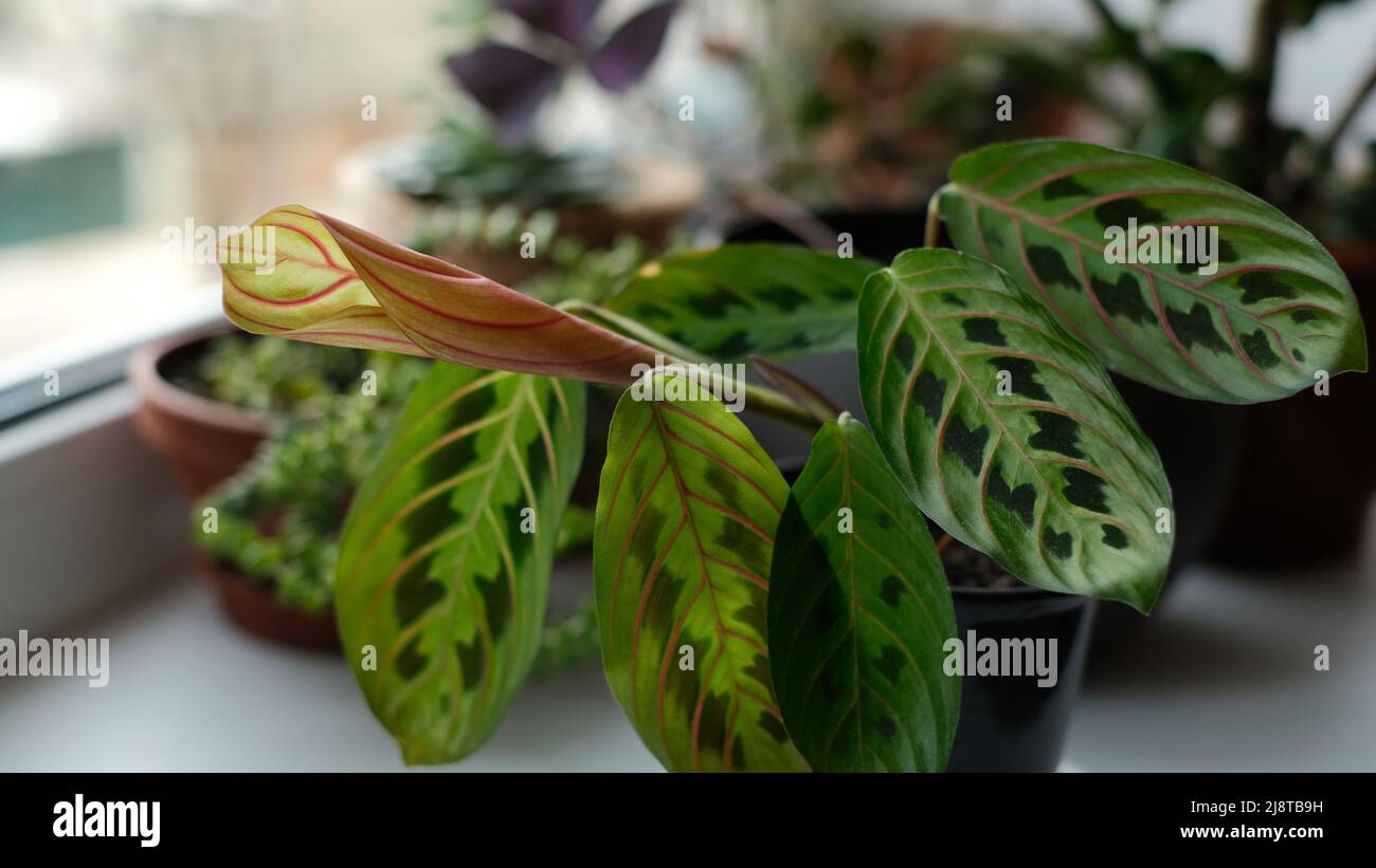 Prayer plant on a windowsill. Maranta flower surrounded by other houseplant. Green leaves with dark spots and red veins. Home planting. New leaf growt Stock Photo