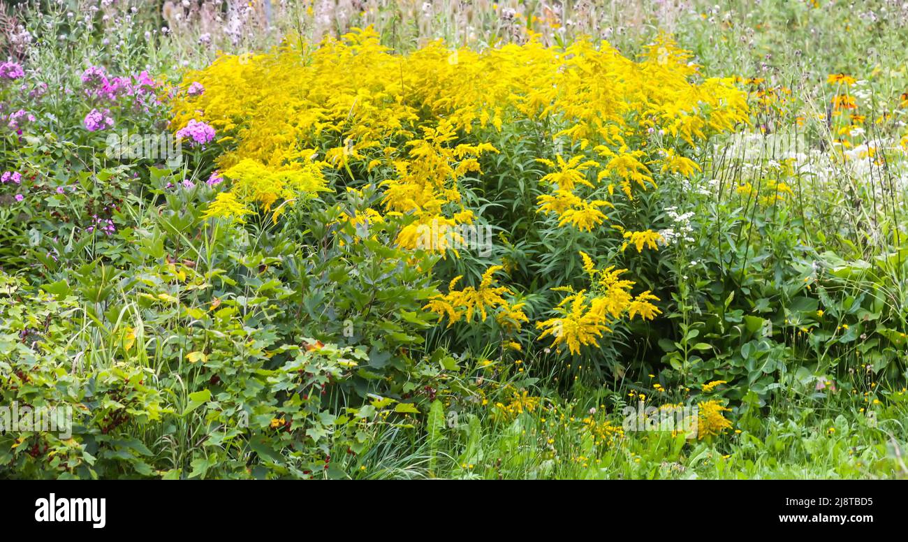Yellow flower goldenrod. Solidago plant. Stock Photo